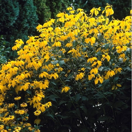 RedCrocus Autumn Sun' Cutleaf Coneflower - Native Perennial for Gardens - Bright Yellow Flowers, Pollinator-Friendly, Hardy, Container & Garden Bed Plant 2 Gallon