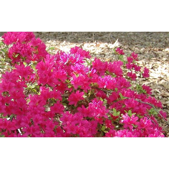 RedCrocus Autumn Sundance Encore Azalea- Deciduous Shrub with Spring Blooms, Attracts Pollinators, Suitable for Borders & Containers, Hardy Zones 7-9 3 Gallon