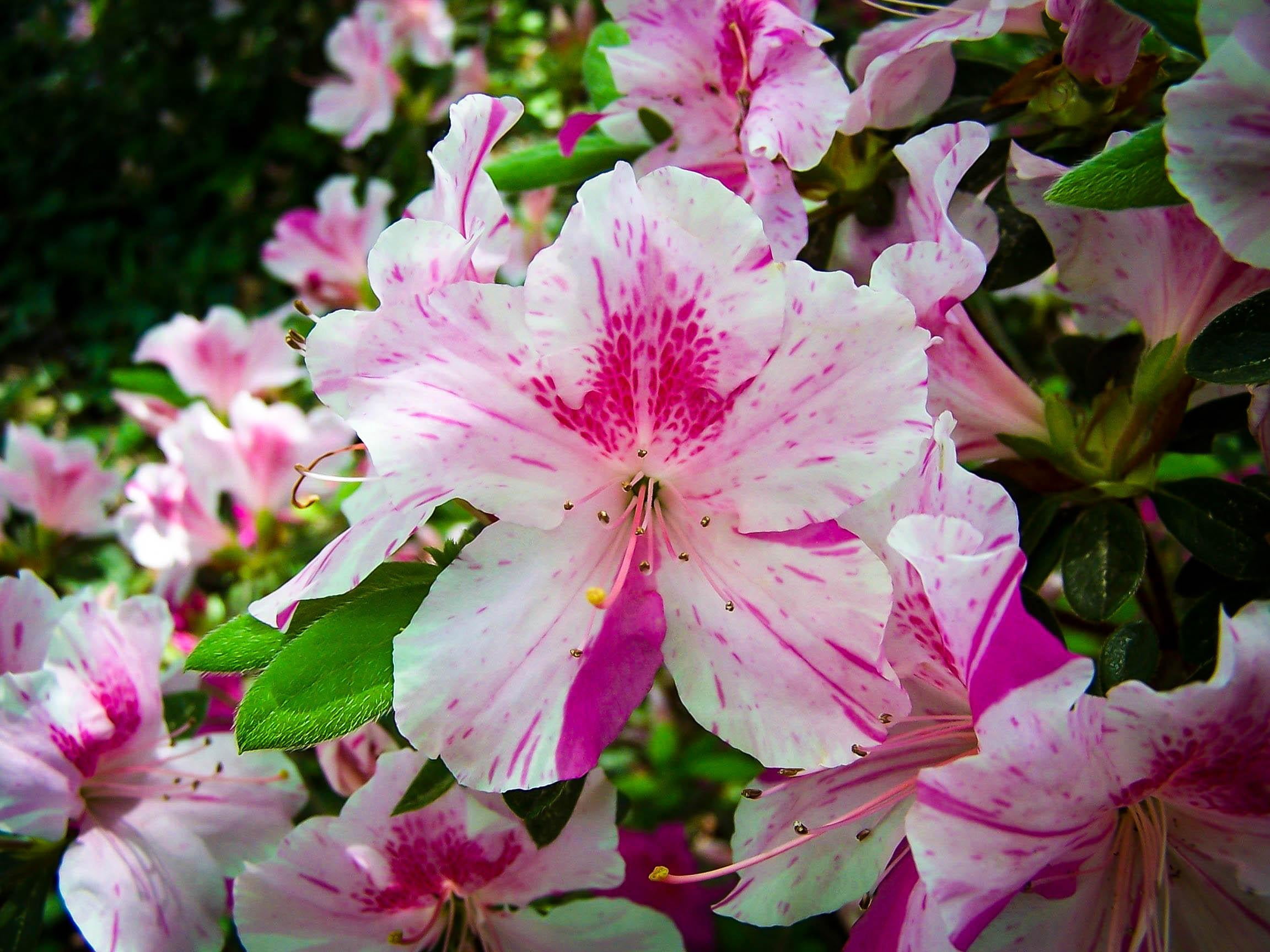 RedCrocus Autumn Twist Encore Azalea | Fall Blooms, Pollinator ...