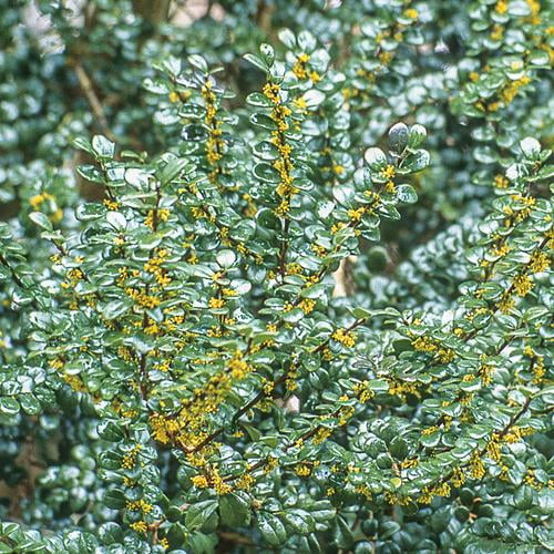RedCrocus Azara Micro | Boxleaf Azara | Fragrant Evergreen Shrub | Ideal for Shade Gardens & Containers | Slow to Moderate Growth 1 Gallon Nursery Pot