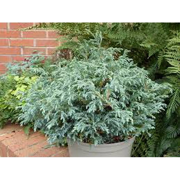 RedCrocus Baby Blue Sawara Cypress - Dwarf Conifer for Landscaping, Containers, Evergreen Foliage, Low Maintenance Garden Accent  1 Gallon Nursery Pot