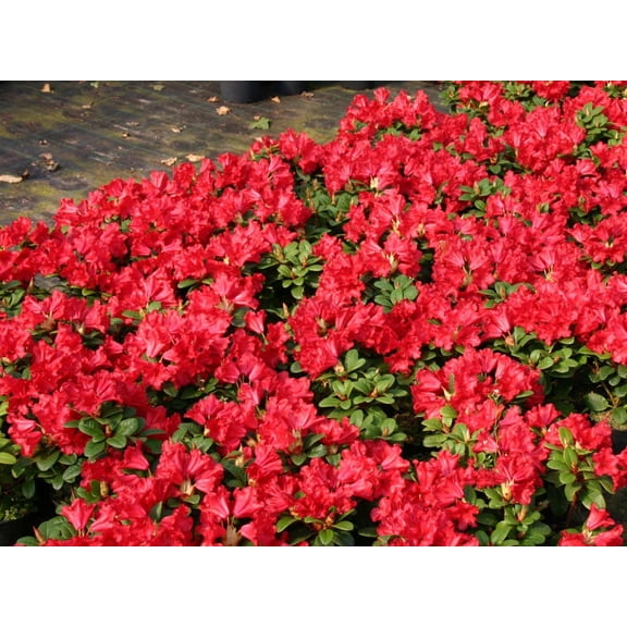 RedCrocus Baden Baden Rhododendron - Evergreen Shrub, Pink-Violet Flowers, Botanical Plant, Shade Garden, Pollinator Attractant, Container Friendly 3 Gallon