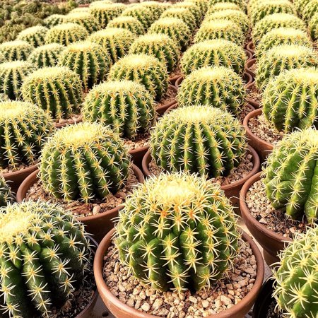 Barrel Cactus–Assorted–Low Maintenance Plant 10" Pot