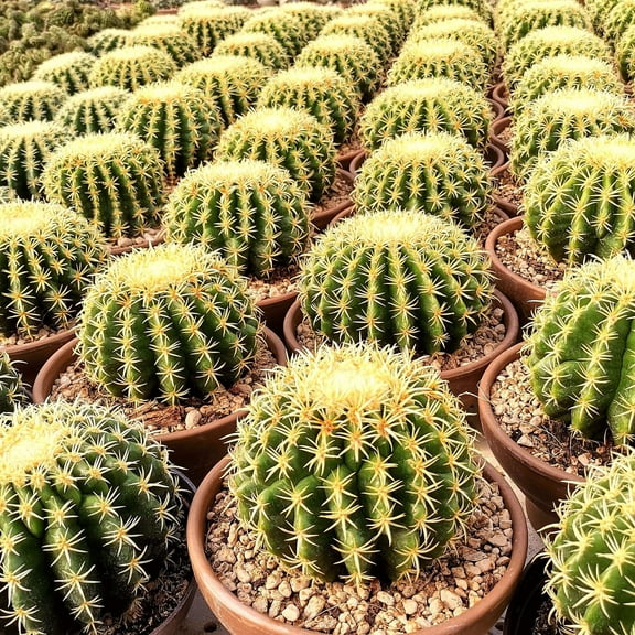 Barrel CactusAssortedLow Maintenance Plant 10" Pot