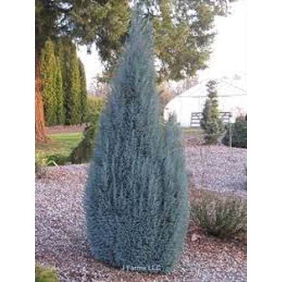 RedCrocus Barry's Silver Lawson Cypress (Chamaecyparis lawsoniana) Variegated Evergreen Live Plant, BlueGreen Silvery Tips, Deer Resistant, Sun/Part Shade, Zones 58