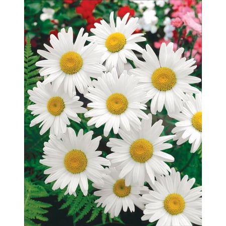 RedCrocus Becky Shasta Daisy Leucanthemum x superbum - Bright White Blooms, Pollinator Attractant, Container Friendly, Deer Resistant, Non-Toxic, Easy Care Perennial Garden Plant 12" Pot
