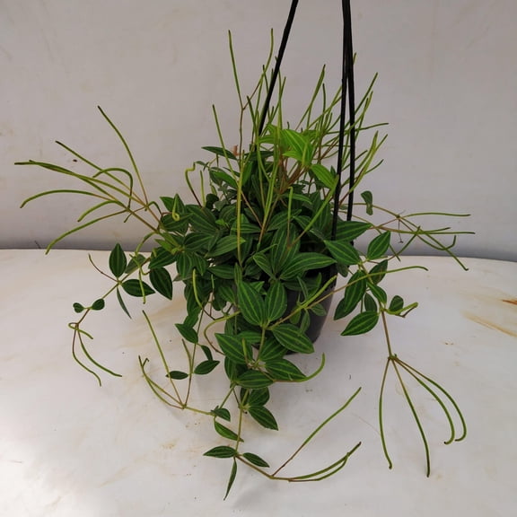 RedCrocus Beetle Peperomia Peperomia angulata Indoor Plant, Pet-Friendly Ecology, Low Maintenance, Shade-Loving Green Foliage, Perfect for Containers & Terrariums 6" Pot