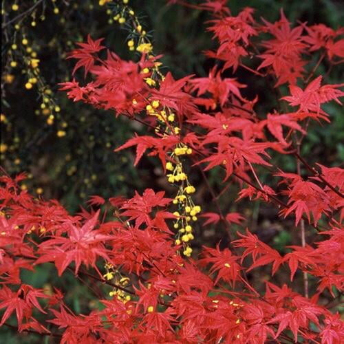 RedCrocus Beni Maiko Japanese Maple Acer palmatum | Vibrant Crimson Foliage | Small Tree for Gardens & Containers | Hardy, Deciduous, Low Maintenance 20 Gallon
