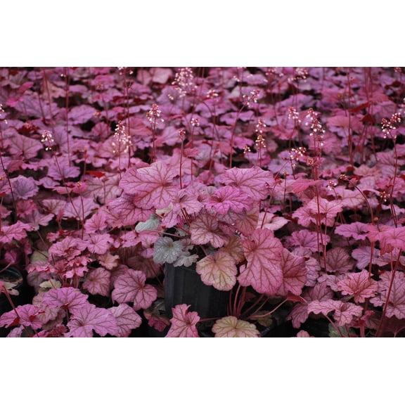 RedCrocus 'Berry Smoothie' Coral Bells - Vibrant Multi-Colored Foliage, Perfect for Shade Gardens & Containers, Attracts Pollinators, Deer Resistant, Toxic if Ingested 1 Gallon