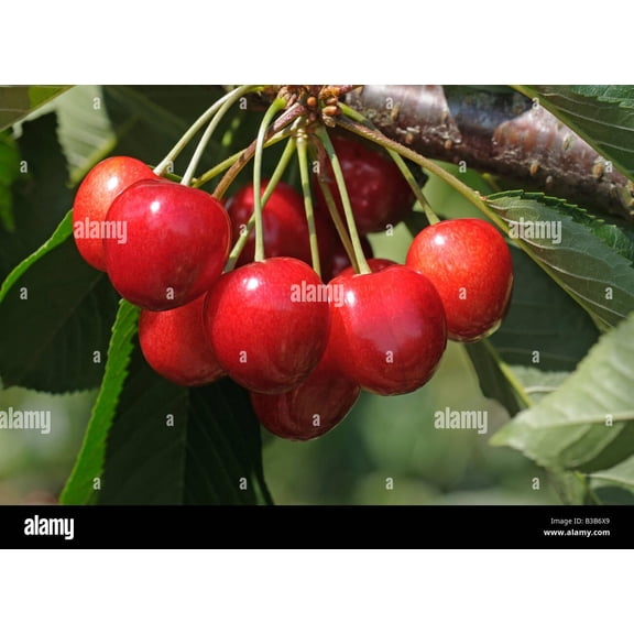 RedCrocus Bing' Cherry | Sweet Cherry Tree | Pollinator-Attracting Fruit Tree | Full Sun, Well-Drained Soil | Edible Landscaping | Container Friendly 1.5" cal 10 Gallon