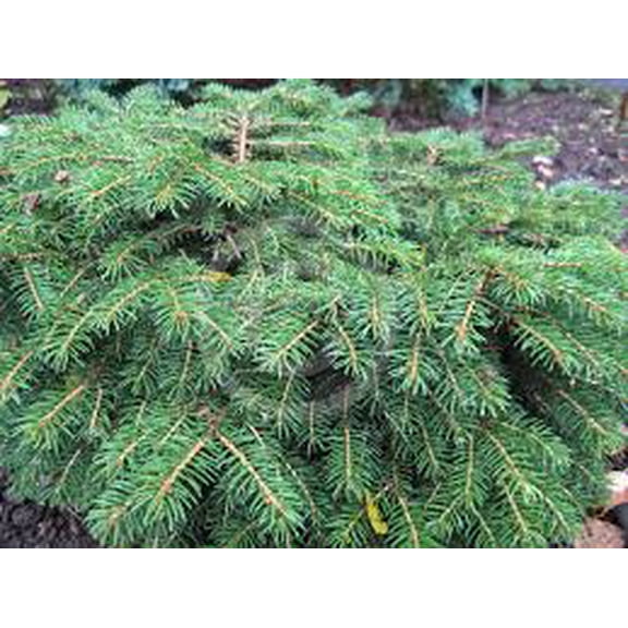 RedCrocus Picea abies 'Nidiformis' Bird's Nest Spruce - Dwarf Evergreen Conifer for Garden & Containers 3 Gallon Nursery Pot