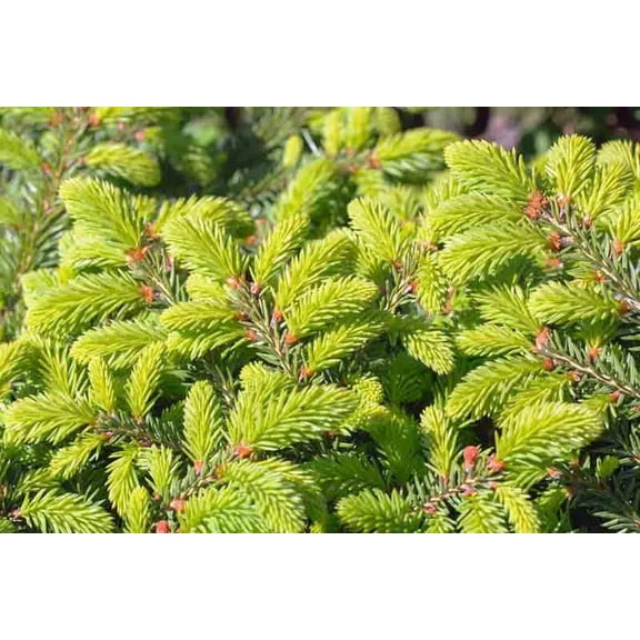 RedCrocus Birdsnest Norway Spruce Picea abies 'Nidiformis' | Dwarf Evergreen for Rock Gardens & Containers | Low Maintenance, Deer Resistant, Pet Safe  5 Gallon
