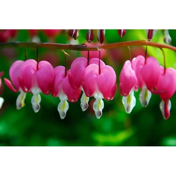 RedCrocus Bleeding Heart Dicentra spectabilis - Deciduous Perennial for Shade Gardens, Borders, Containers, Pollinator Friendly, Deer Resistant, Easy Care 2 Gallon