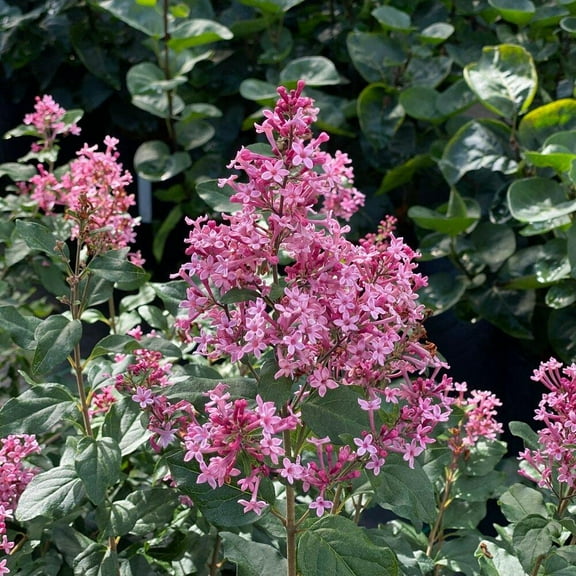 Bloomerang Ballet LilacCompact RebloomingFragrant Flowers  3 Gallon