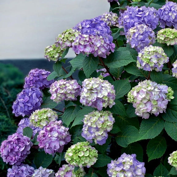 RedCrocus Bloomstruck Bigleaf Hydrangea | Showy Flower Clusters, Rich Foliage, Popular for Gardens & Borders | Easy Care, Blooming from Spring to Summer 7 Gallon