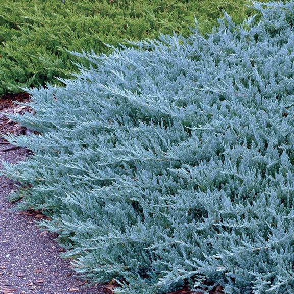 RedCrocus 'Blue Chip' Creeping Juniper | Evergreen Ground Cover | Drought Tolerant, Pet Safe, Deer Resistant | Well-Drain Soil | Border, Rock Garden 5 Gallon