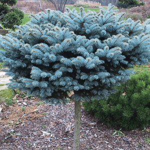 RedCrocus Blue Spruce Topiary Standard (Picea pungens) - Evergreen Outdoor Tree with Steel-Blue Needles, Cold-Hardy, Container Friendly, Full Sun  10 Gallon Nursery Pot