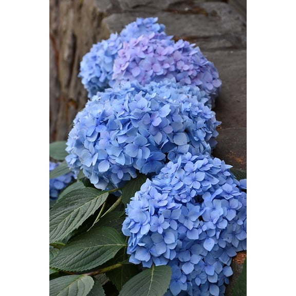 RedCrocus Blue Enchantress' Bigleaf Hydrangea- Fuller Blue Flower Clusters, Deciduous Shrub for Garden Borders & Containers 5 Gallon