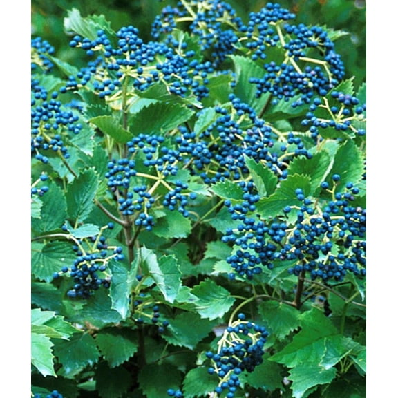 RedCrocus Blue Muffin Arrowwood Viburnum- Compact Shrubs with White Flowers & Blue Berries- Attracts Pollinators, Deer Resistant, Container Friendly Garden Plant 5 Gallon