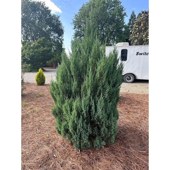 RedCrocus Blue Point Juniper Tree Form | Evergreen Needle-Like Foliage | Drought-Tolerant, Deer Resistant | Perfect for Borders & Rock Gardens 8" Pot