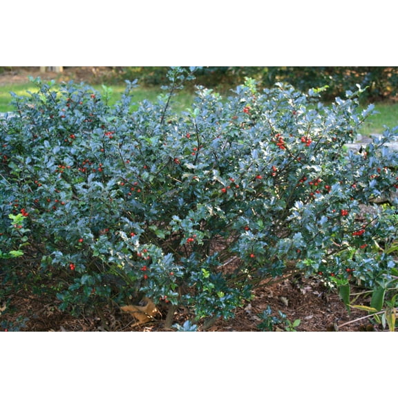 Blue Princess Meserve Holly-Evergreen Shrub-Attracts Birds 3 Gallon