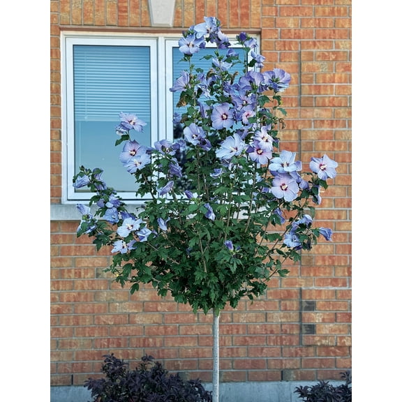 RedCrocus Blue Satin Rose of Sharon Hibiscus syriacus Bushy Shrub, Attracts Pollinators, Summer Bloom, Garden Border Plant, Fragrant Flowers, Container Friendly  3 Gallon