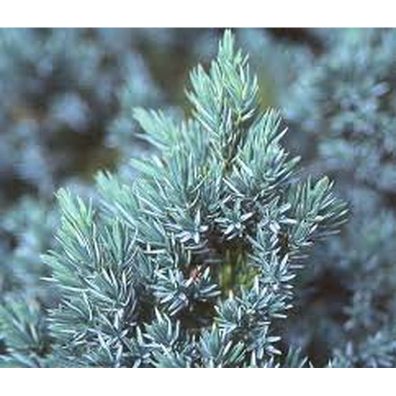 RedCrocus Blue Star Juniper Live Plant - Juniperus squamata 'Blue Star' Dwarf Evergreen, Compact, Low-Water, Full Sun, Rock Gardens & Containers  1 Gallon Nursery Pot