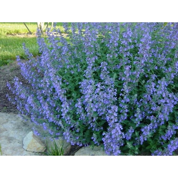 RedCrocus Blue Wonder' Catmint - Aromatic, Pollinator-Friendly Perennial for Borders & Containers  1 Gallon