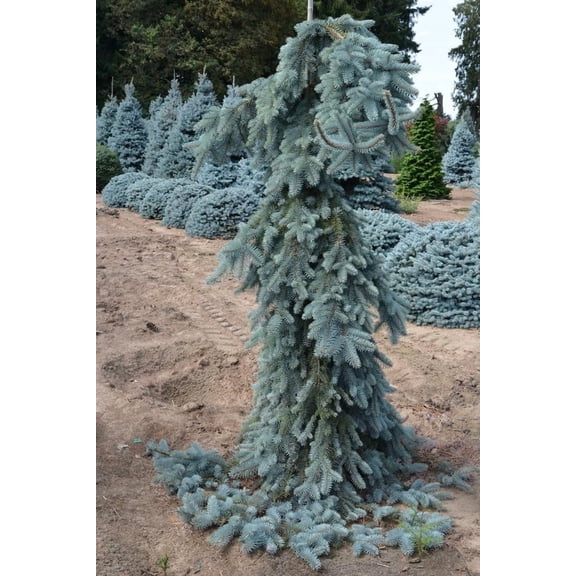 RedCrocus The Blues' Weeping Colorado Blue Spruce- Evergreen Needle Tree with Vibrant Blue Foliage, Perfect for Landscaping & Containers 4/5' h 10 Gallon