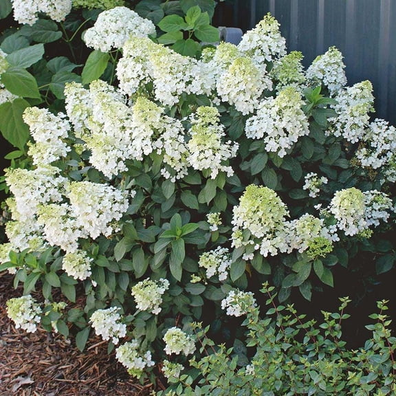 RedCrocus Bobo' Panicle Hydrangea | Compact Deciduous Shrub with White to Pink Blooms | Attracts Pollinators | Perfect for Borders & Containers 10 Gallon