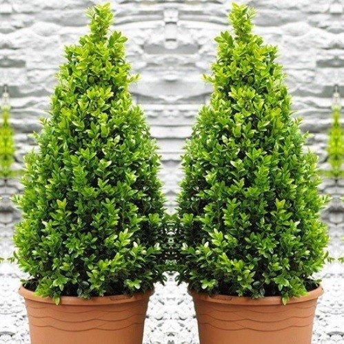 RedCrocus Boxwood Buxus sempervirens Cone- Evergreen Shrub for Hedges & Topiary- Full Sun & Partial Shade 15 Gallon