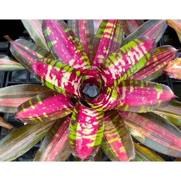 RedCrocus Bromilead Gruberii Ice Succulent - Non-Toxic, Pet-Friendly Indoor Plant, Full Sun to Partial Shade, Decorative & Pollinator Attracting, 12-Inch Growth 6"