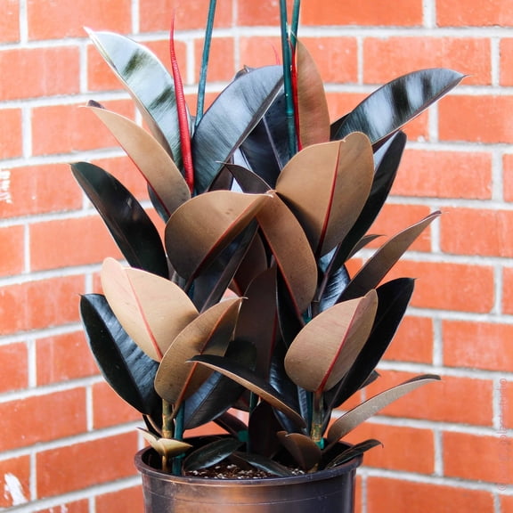 RedCrocus Burgundy Rubber Tree Ficus elastica- Indoor Evergreen Plant for Stylish Home Decor 8" Pot