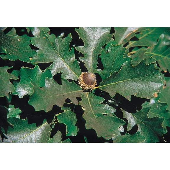 RedCrocus Burr Oak Quercus macrocarpa- Single Stem for Landscaping & Parks, Attractive Autumn Foliage 15 Gallon
