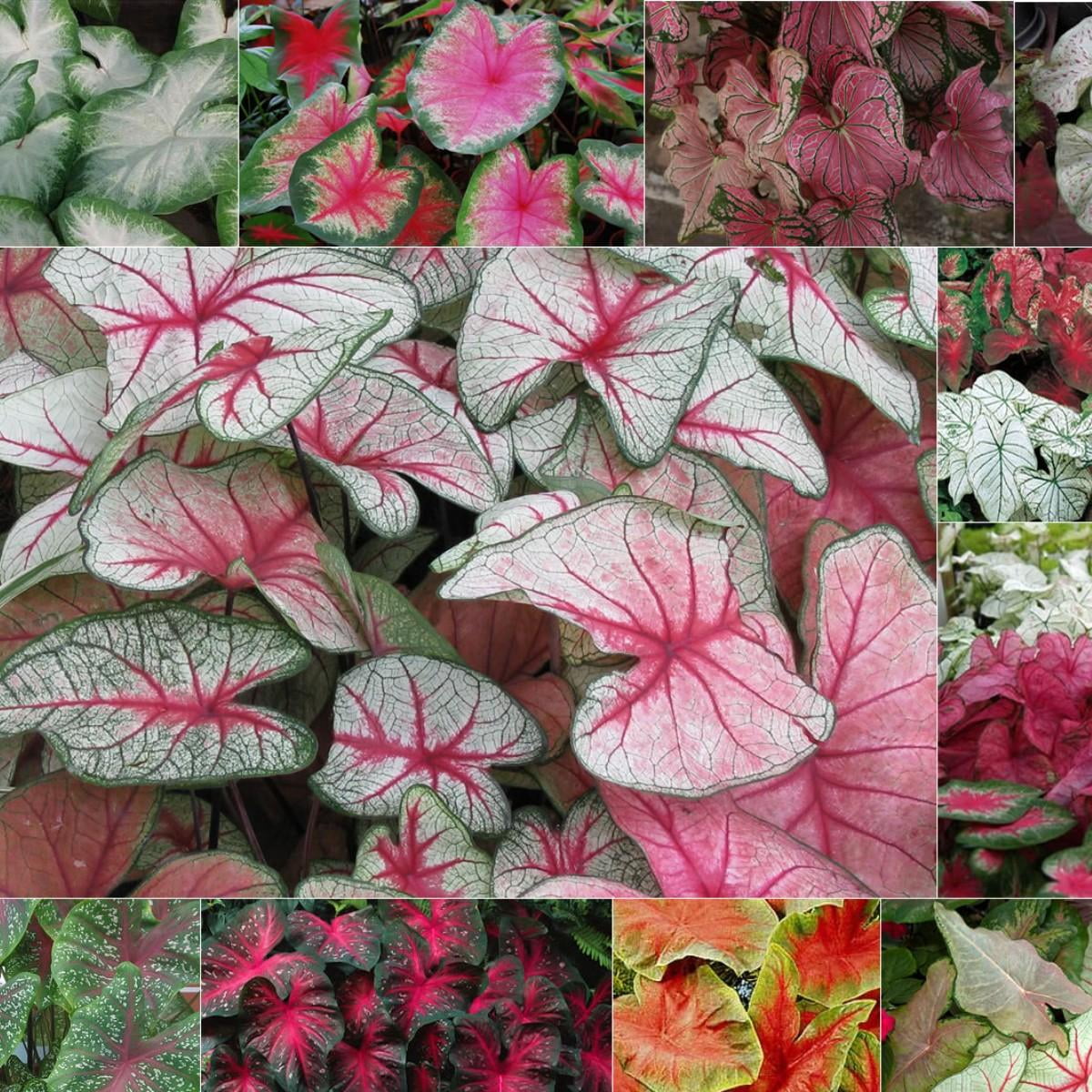 Caladium-Assorted-Tropical Foliage Plant 6