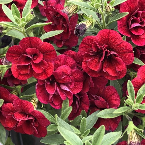 RedCrocus Calibrachoa 'Superbells Double Ruby'- Bright, Double Ruby Flowers, Petunia Mix, Hanging Basket, Container Plant, Pollinator Attractant, Pet-Friendly 4.5" Pot (Pack of 6)