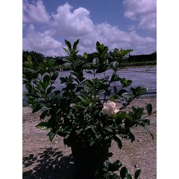 RedCrocus Cape Jasmine Gardenia 'Aimee' Bush- Evergreen Fragrant Shrub- Full Sun to Partial Shade Perfect for Gardens & Containers 10" Pot