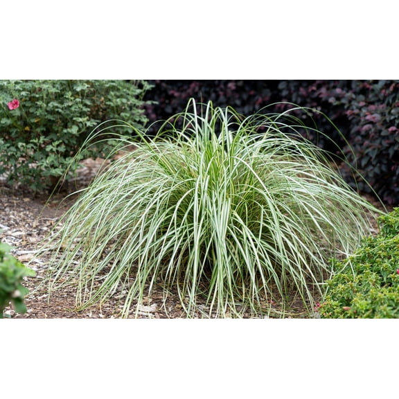 RedCrocus Carex 'Moon Falls' Sedge Grass- Fine-Textured, Ornamental Grass for Borders, Containers & Naturalized Areas, Deer Resistant, Non-Toxic, Pollinator Friendly 1 Gallon