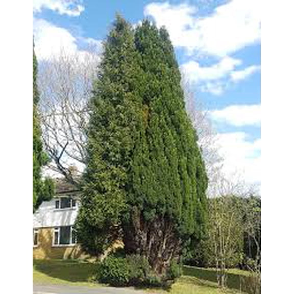 RedCrocus Lawson False Cypress 'Golden Surprise' Live Plant Chamaecyparis lawsoniana, Golden Evergreen, Deer Resistant, Container Friendly 1 Gallon Nursery Pot