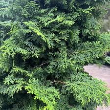 RedCrocus Hinoki Cypress 'Kosteri' Fast Form | Compact Evergreen Conifer for Landscape & Containers  6 Gallon Nursery Pot