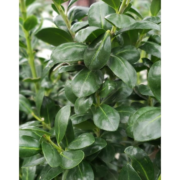 RedCrocus Chesapeake Japanese Holly- Evergreen Shrub for Hedges & Borders, Pet-Friendly, Low Maintenance, Container Suitable, Deer Resistant, Full Sun/Partial Shade 7 Gallon