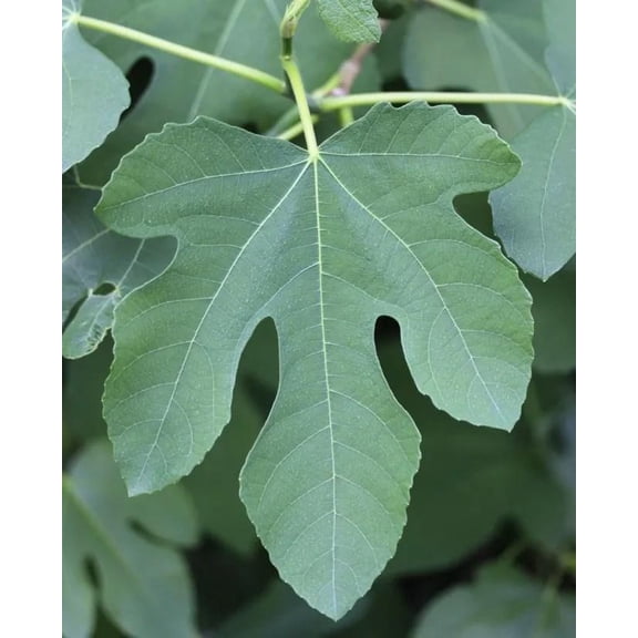 RedCrocus Chicago Hardy Fig Tree- Edible Figs, Deciduous, Garden & Container Use, Hardy in Zones 7-11 2 Gallon