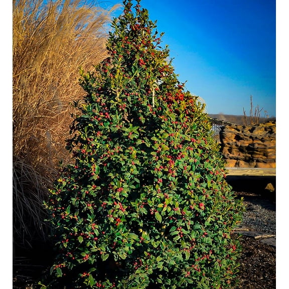 RedCrocus Christmas Jewel Holly-Evergreen Shrub with Red Berries 3 Gallon