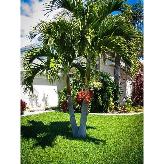 RedCrocus Christmas Palm Adonidia Merrillii- Vibrant Indoor/Outdoor Evergreen Palm- Tropical Foliage and Fragrant White Flowers 45 Gallon