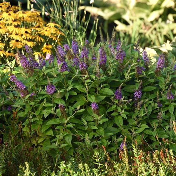 RedCrocus Chrysalis Blue Butterfly Bush Buddleia | Vibrant Blue Flowers, Fragrant, Attracts Pollinators | Container & Garden Use  1 Gallon (Pack of 4)