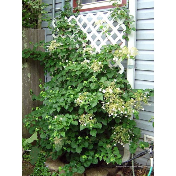 RedCrocus Climbing Hydrangea- Deciduous Vining Shrub for Shade Gardens, Trellises, Fences- White Summer Blooms, Pollinator Attractant, Suitable for Containers 10 Gallon