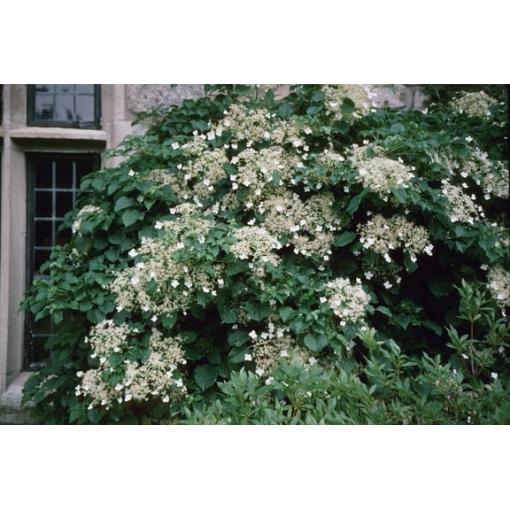 RedCrocus Climbing Hydrangea Espalier | Deciduous Climber with Fragrant Blooms, Rich Green Foliage | Supports Walls & Trellises | Deer Resistant, Non-Toxic, Easy Care 5 Gallon