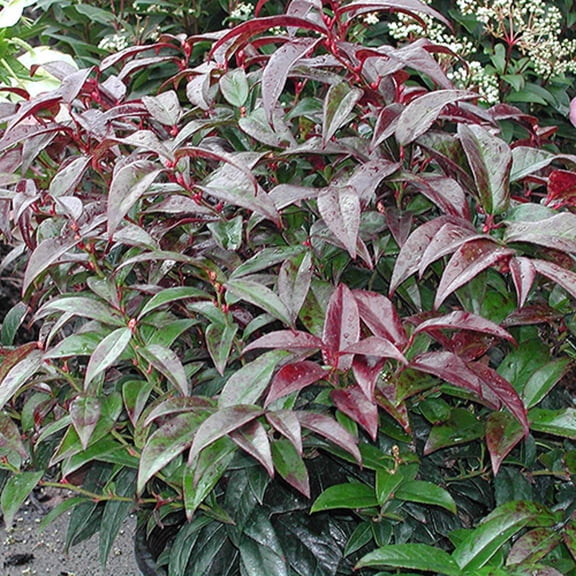 RedCrocus Coastal Doghobble Leucothoe axillaris- Evergreen Shrub for Coastal Gardens & Containers, Pet-Friendly, Low-Maintenance Ground Cover, Spring Blooms, Deer-Resistant 3 Gallon