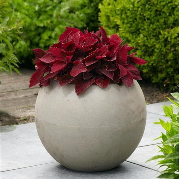 RedCrocus Coleus 'Sun Sweet Paprika' Bright Foliage Plant for Gardens & Containers, Hardy Zones 10-11 9" Pot (Pack of 2)
