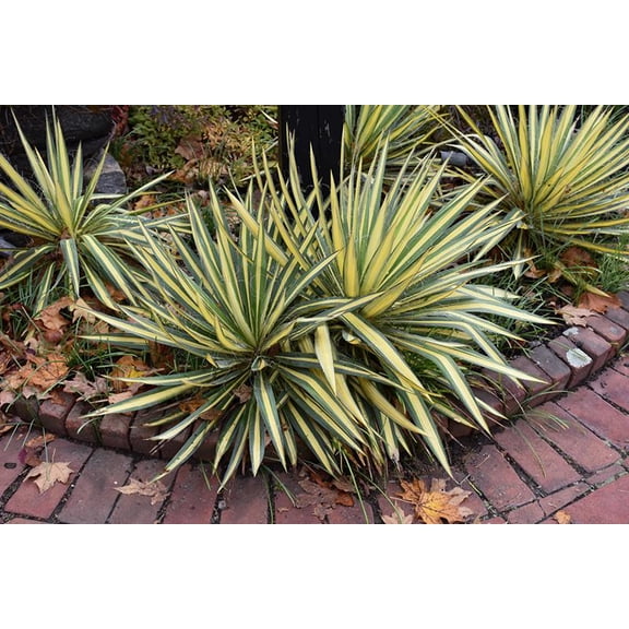 RedCrocus 'Color Guard' Adam's Needle Yucca Filamentosa- Evergreen with Variegated Sword-Shaped Foliage, Drought Tolerant, Attracts Pollinators, Container or Garden Plant 5 Gallon